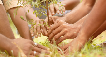 Fototapeta premium Close up of people hands planting tree seedling in park - volunteering, charity, people and ecology concept to save trees and environmental conservation.