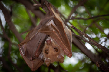 fruit bat hanging