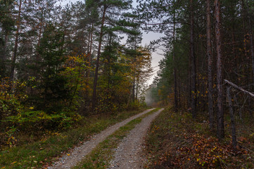 Herbstwald
