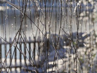 Curtain of hanging twigs of a willow tree covered with ice and snow twigs