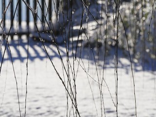 Hanging twigs of a willow tree with a background of fresh fallen snow