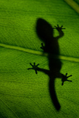 lizard on green background