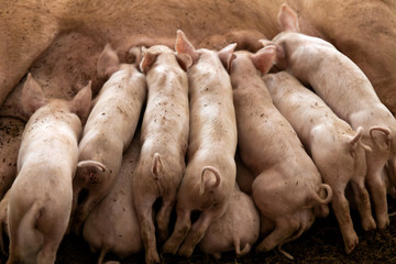 Soft focus of newborn piglets feeding from mother pig in organic farm