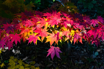 Obraz na płótnie Canvas Brightly coloured autumn leaves.