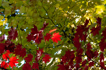 Brightly coloured autumn leaves.