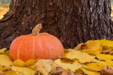 Orange pumpkin on yellow fallen leaves on tree background. Autumn, recipe, Halloween concept....