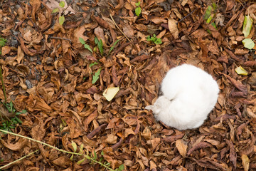 White fluffy cat, curled up in a ball, lies in autumn foliage. Photo from above.
