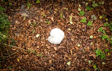 White fluffy cat, curled up in a ball, lies in autumn foliage. Photo from above.