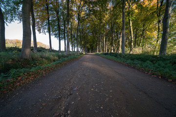 Earth road with rows of trees