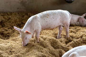 Lovely pig in organic rural farm agricultural. Livestock industry