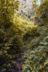 bosque con muchos arboles 