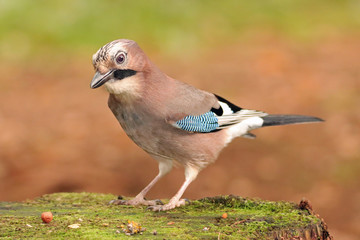 Eichelhäher (Garrulus glandarius)
