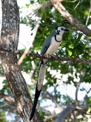 White throated Magpie-Jay