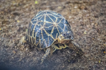 turtle on the road
