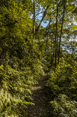 bosque con muchos arboles 