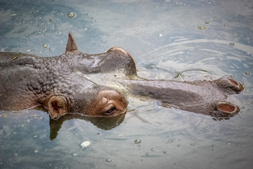 hippo in water