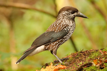 Tannenhäher  (Nucifraga caryocatactes) 