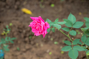Pink rose flower in nature