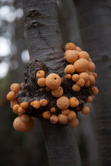 Cyttaria hariotii in a cluster on a tree