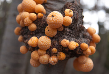 Cyttaria hariotii in a cluster on a tree