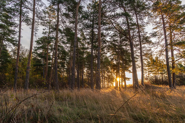 Obraz premium Herbstwald