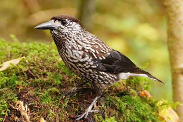 Tannenhäher  (Nucifraga caryocatactes) 