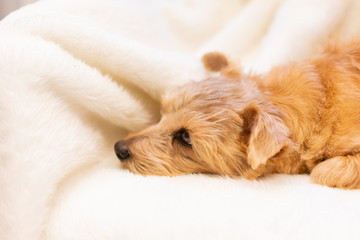 ソファでくつろぐノーフォークテリア犬