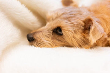 ソファでくつろぐノーフォークテリア犬