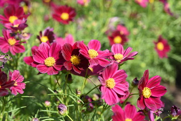 Fototapete bei efototapeten.de bestellen   