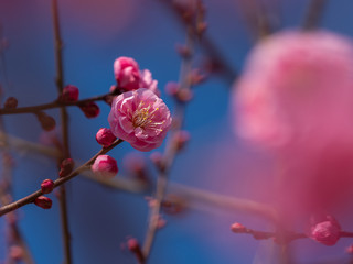ピンクの梅の花