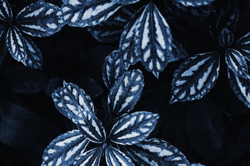 Syngonium, green leaves with white veins. A lot of sharp leaves in the jungle and closed greenhouse. Tinted tropical leaves in the color of the year 2020. Template for blog and designers