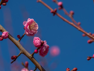 ピンクの梅の花