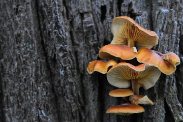 In the cold, frozen brown mushrooms with lamellae hang on the bark of an old tree in winter