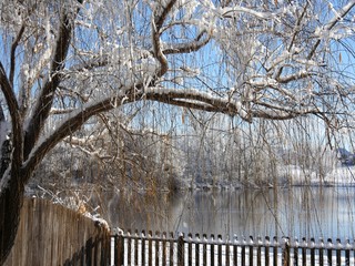 Beautiful curtains of willow twigs covered with ice and snow, hanging over a wooden fence by the pond