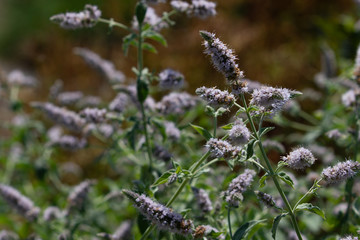 Anise Hyssop Agastache foeniculum Purple Flower
