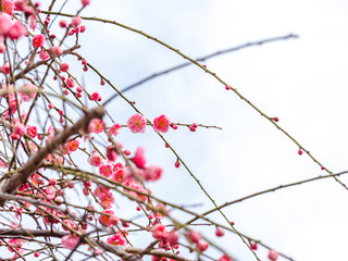 ピンクの梅の花