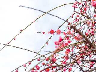 ピンクの梅の花