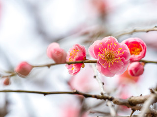 ピンクの梅の花