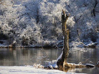 Winter wonderland with ice and snow-covered trees and a tree stump sticking out in the foreground