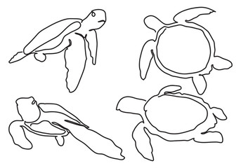 graphic sea turtle,vector illustration of sea turtle,vector of turtle design on a white background