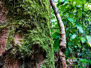 Moss texture with big old Tree in tropical forest, Close up freshness green Moss growing on tree, Beautiful in nature