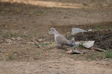 The mourning dove is a member of the dove family, Columbidae. beautiful dove on the ground, dove walking on ground