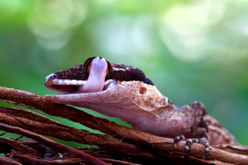 Obraz premium cyrtodactylus irianjayaensis, irian lizard on the branch