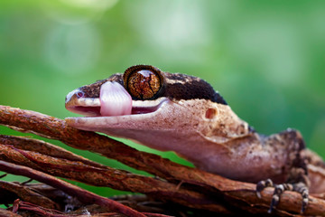 cyrtodactylus irianjayaensis, irian lizard on the branch