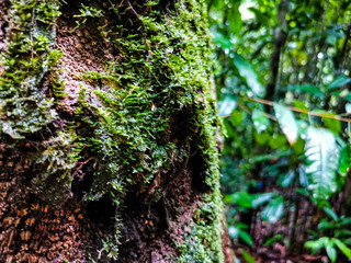 Naklejka premium Moss texture with big old Tree in tropical forest, Close up freshness green Moss growing on tree, Beautiful in nature