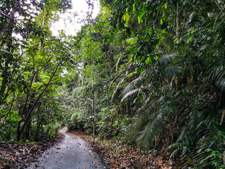 empty narrow road in the middle of tropical forest at Malaysia