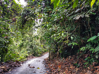 empty narrow road in the middle of tropical forest at Malaysia