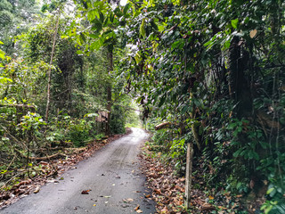 Fototapeta premium empty narrow road in the middle of tropical forest at Malaysia
