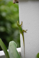 Lizard on a White Wall