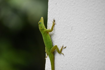 Green Lizard